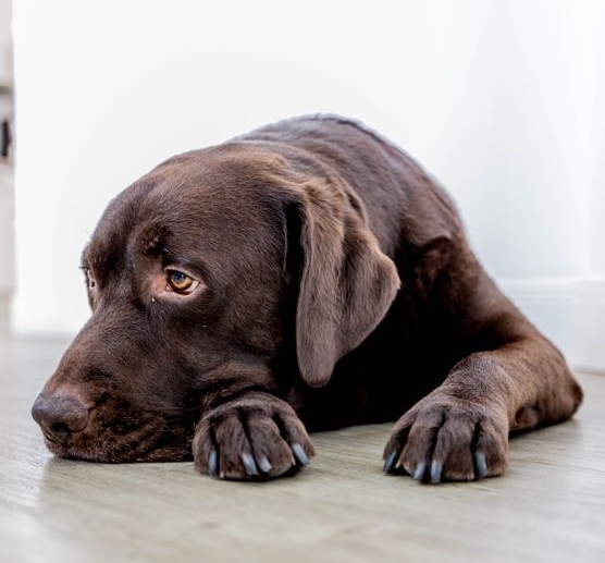 Brauner schlaefriger Labrador liegend