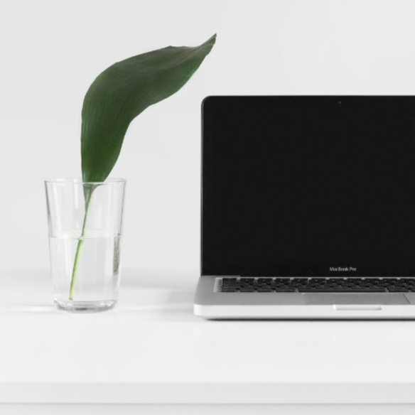 gruenes Blatt in Vase neben Mac Book